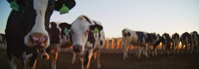 Close-up of Holstein dairy cows with green ear tags at Shamrock Farms in Arizona, filmed during branded documentary production by NewLeaf Production Group