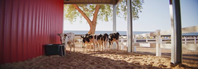 Holstein dairy cows standing under a red barn shelter at Shamrock Farms in Arizona, captured during branded documentary production by NewLeaf Production Group