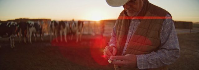 Rancher in cowboy hat writing notes among cattle at golden hour at Shamrock Farms in Arizona, filmed during branded documentary production by NewLeaf Production Group