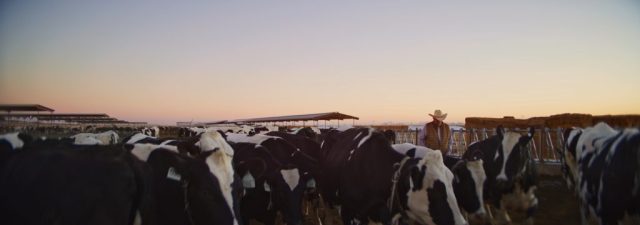 Rancher in cowboy hat walking alongside Holstein dairy cows at dusk at Shamrock Farms in Arizona, filmed during branded documentary production by NewLeaf Production Group