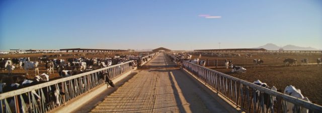 Long row of Holstein dairy cows lined up at the feeding trough at Shamrock Farms in Arizona with mountains in the distance, filmed during branded documentary production by NewLeaf Production Group