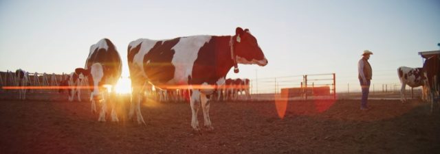 Holstein dairy cows and farm worker in cattle pen at sunrise with warm golden light and lens flare at Shamrock Farms in Arizona, filmed during branded documentary production by NewLeaf Production Group