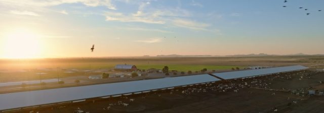Aerial drone view of Shamrock Farms dairy facility at sunrise with birds flying over cattle pens and barns in Stanfield Arizona, filmed during branded documentary production by NewLeaf Production Group