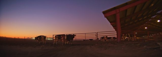 Dairy cows gathered near covered pens at dusk with purple twilight sky at Shamrock Farms in Stanfield Arizona, captured during branded documentary production by NewLeaf Production Group
